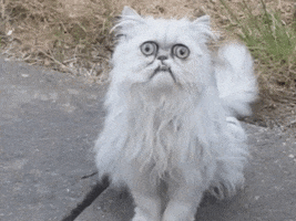 Cat GIF by Siply