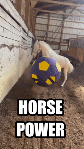 Horse Power Soccer GIF by Storyful