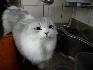  cat water drinking morning hungover GIF