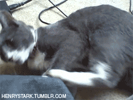 Laugh You Lose Funny Cat fails Gifs 1 When Cat Fail they Fall - Laugh You Lose Funny Cat fails Gifs