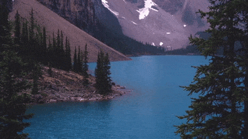Pine Trees Canada GIF by Chris