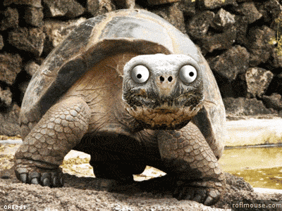 Turtles-gifs GIFs - Get the best GIF on GIPHY