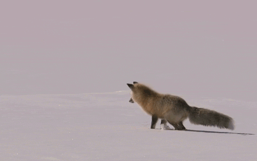 fox GIF - fox GIF