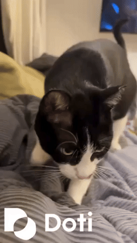 Happy Cats GIF by Doti.AI