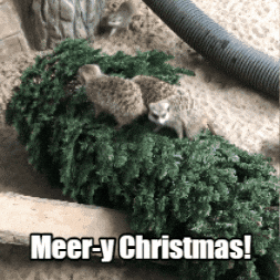 Merry Christmas GIF by Valley Zoo Development Society