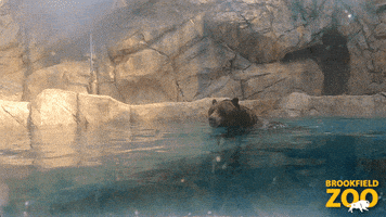 Brown Bear Swimming GIF by Brookfield Zoo