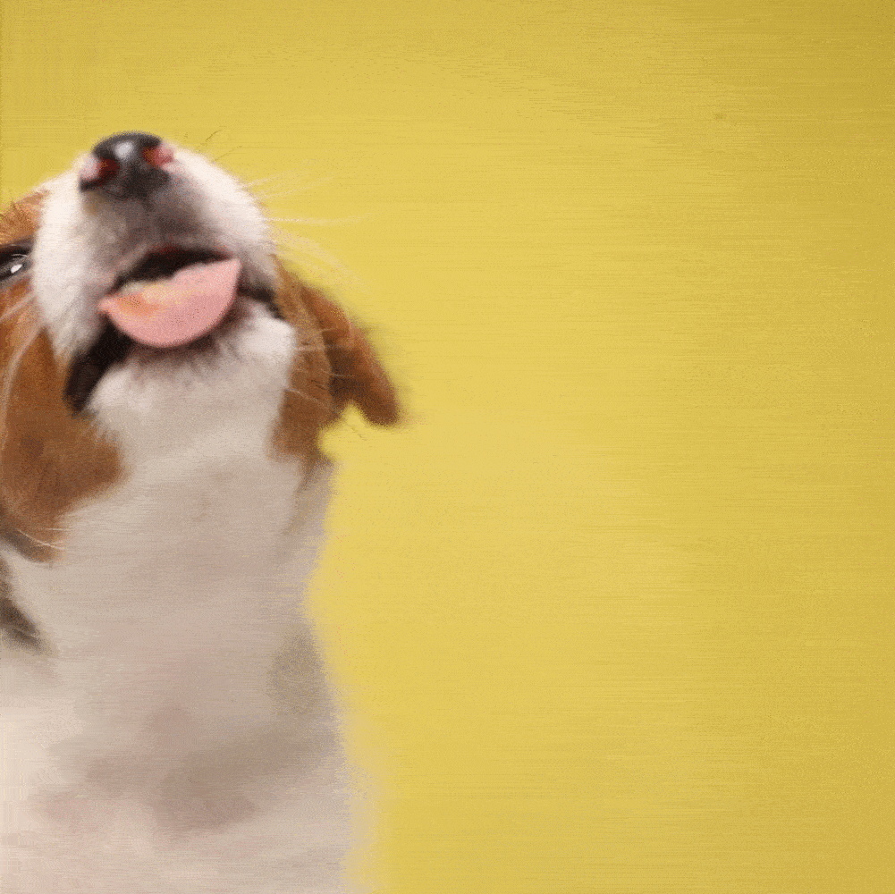 Video gif. A puppy licks the screen. Text, “Tongue out Tuesday.”