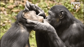 grooming true love GIF by NowThis 