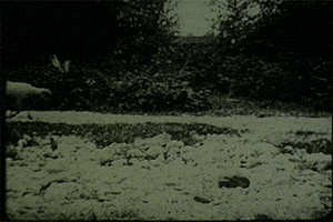 vintage sheep GIF by Canadian Museum of History