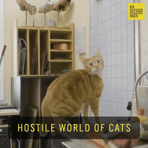 Cat GIF by 60 Second Docs