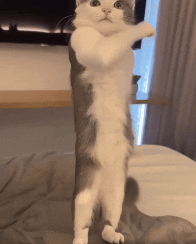 Vibe Vibing GIF