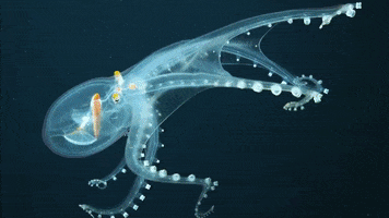 Ghost Octopus GIF