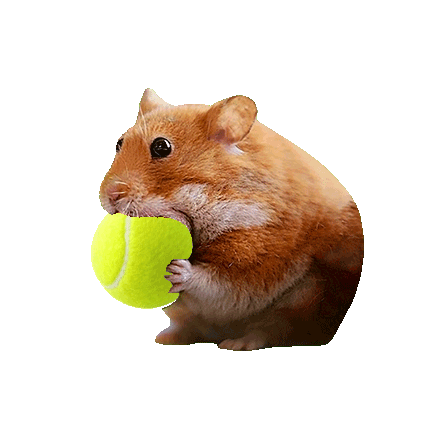 Sports Sticker