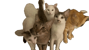 Cat 猫 Sticker