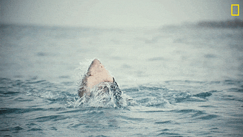 Nat Geo Omg GIF by National Geographic Channel