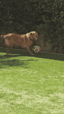 Football Soccer GIF