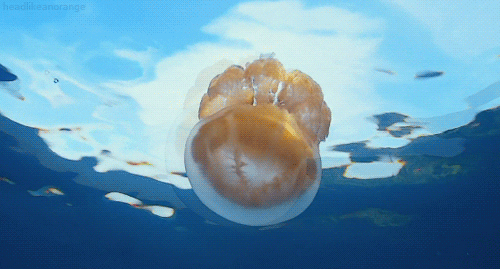 Great Migrations Jellyfish GIF by Head Like an Orange - Find & Share on GIPHY
