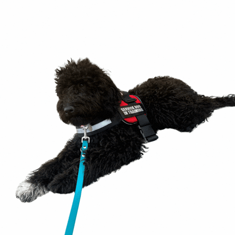 Collab Dog Training GIF