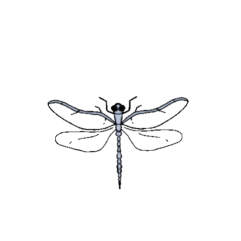 Dragonfly Delicada Sticker for iOS & Android | GIPHY