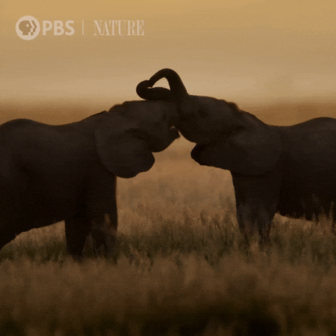 Explore Pbs Nature GIF by Nature on PBS
