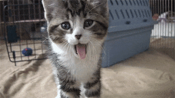cat yawn GIF