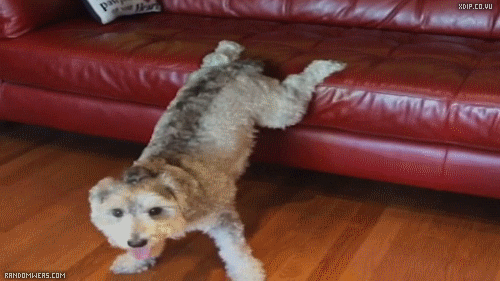Dogs Twerk GIF - Find & Share on GIPHY