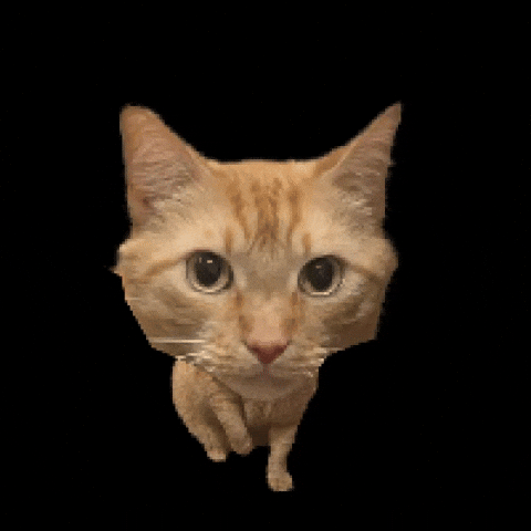 Cat No GIF