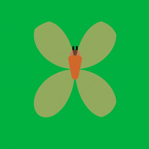 Butterfly GIF