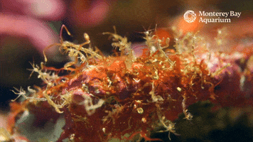 Skeleton Shrimp Ocean GIF by Monterey Bay Aquarium