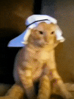 Cat Love GIF