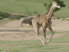 San Diego Zoo Giraffe GIF by Storyful