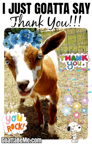 Thanks Thank You GIF by Goatta Be Me Goats! Adventures of Pumpkin, Cookie and Java!