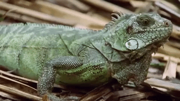 reptile iguana GIF by Nat Geo Wild