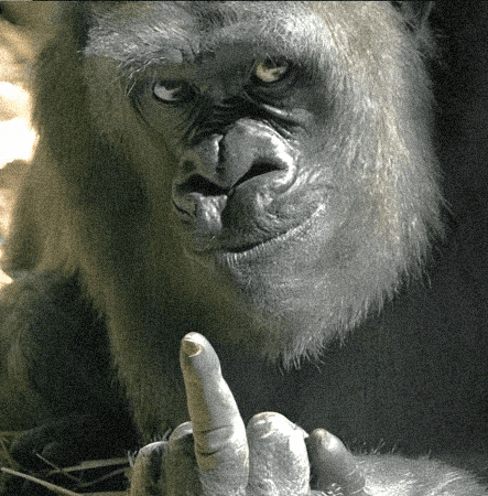 Macaco Sai Fora GIF