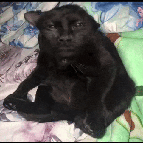 Kevin Hart Cat GIF