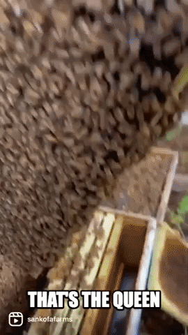 Bees Bee Keeper GIF by Storyful