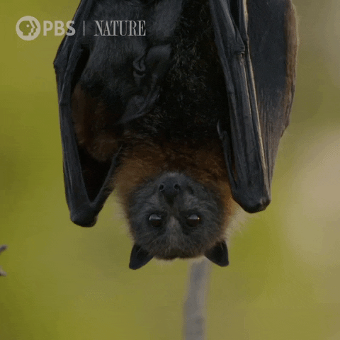 Bbc Bat GIF by Nature on PBS