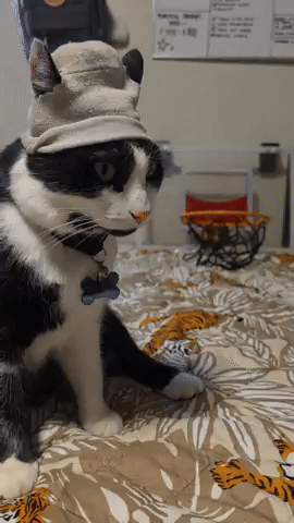 Tuxedocat GIF