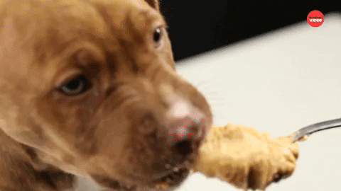 Almond Butter Dogs GIF