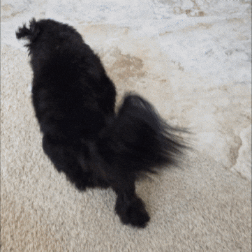 Dog Casper GIF
