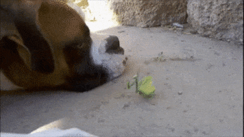 Scared Dog GIF by America's Funniest Home Videos