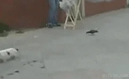 lazy cat GIF