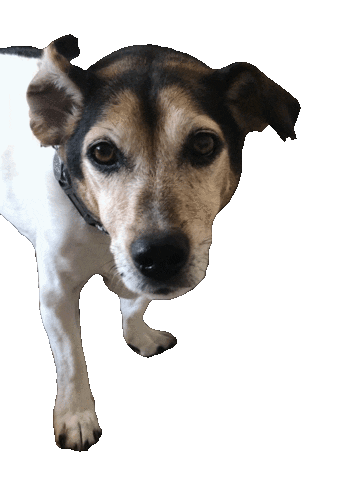 Tyson Sticker by helpinganimalsromania