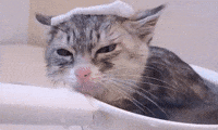 funniest-cat-gifs-cat-meets-bath-water