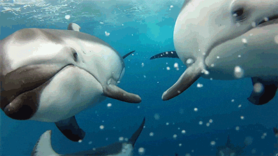 ocean swimming GIF