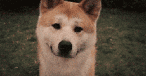 Hatchi