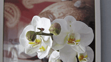 orchid GIF