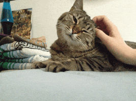 cat kitty meow aw scratch