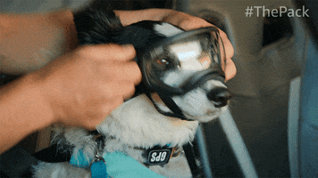 The Pack Dog GIF by Amazon Prime Video