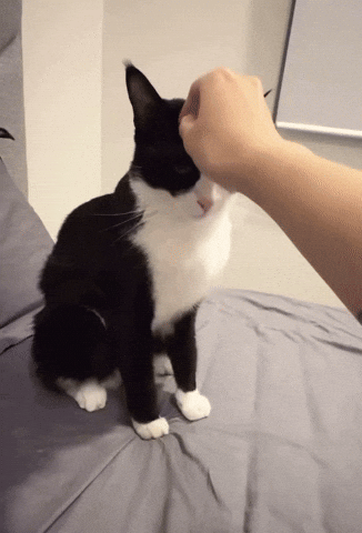 Cat Ew GIF